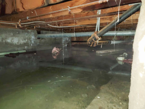 Best Basement water damage restoration  in Aust, IN
